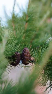 Two pine cones on a green branch with pine needles Stock Photos