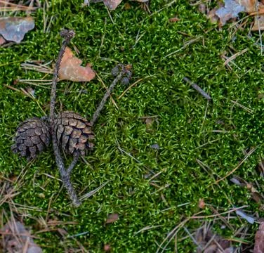 Two pine cones on green forest moss Stock Photos