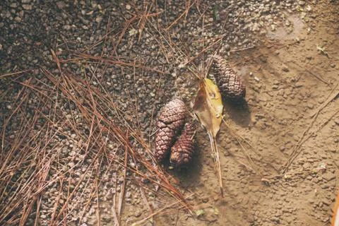 Two Pine cones on the ground Stock Photos
