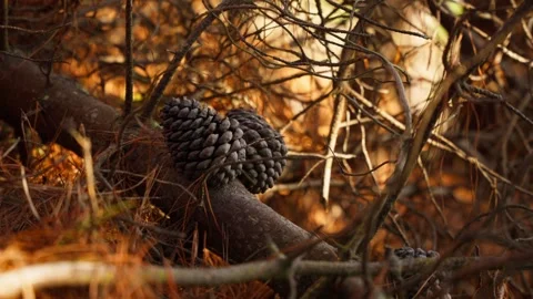 Two pine cones hanging from their branch Stock Footage 345227868
