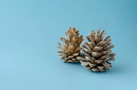 Two pine cones on light blue background. Stock Photos