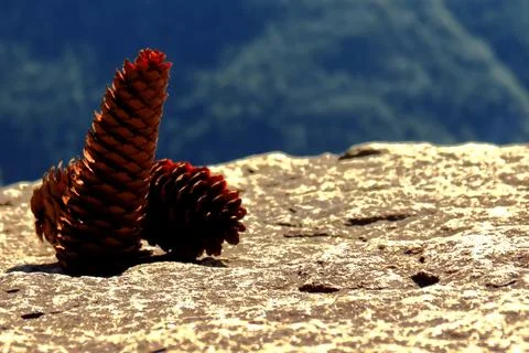 Two pine cones on a mountain wall. Stock Photos