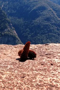 Two pine cones on a mountain wall. Foto stock