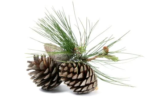 Two pine cones Foto stock