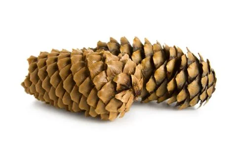 Two pine cones Stock Photos