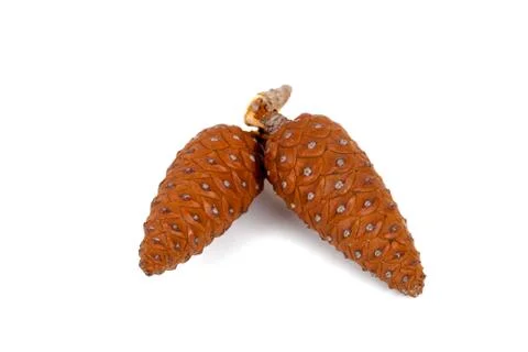 Two pine cones Foto stock