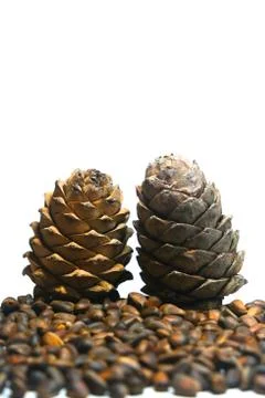 Two pine cones Фото