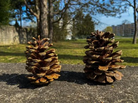 Two pine cones Stock Photos