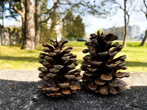 Two pine cones Stock Photos