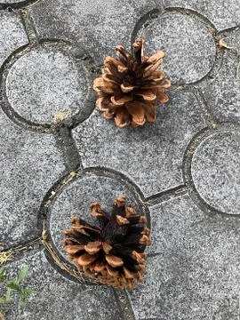 Two pine cones on the sidewalk. Stock Photos