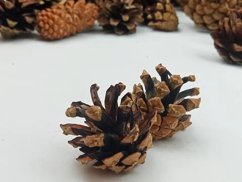 Two Pine Cones on White Background, Minimal Natural Still Life Stock Photos