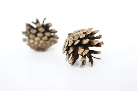 Two pine shishik on a white background. Isolated objects. Stock Photos