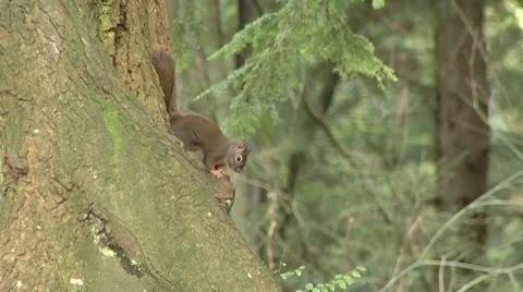 Two pine squirrels chasing in a tree Stock Footage 8677878