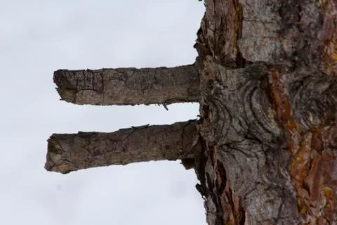 Two pine tree branches parallel each other Fotos Stock