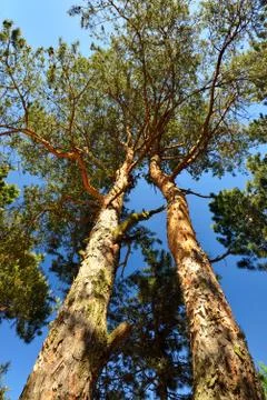 Two pine trees against the blue sky Stock Photos