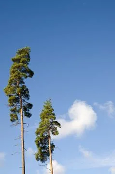 Two pine trees and blue sky Stock Photos