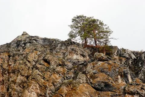 Two pine trees on a cliff Stock Photos