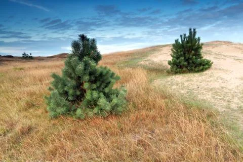 Two pine trees on dune Stock Photos