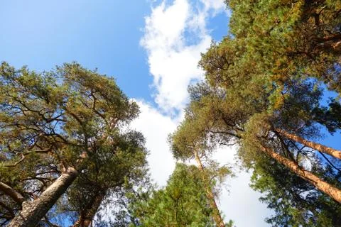 Two pine trees with green crowns Stock Photos