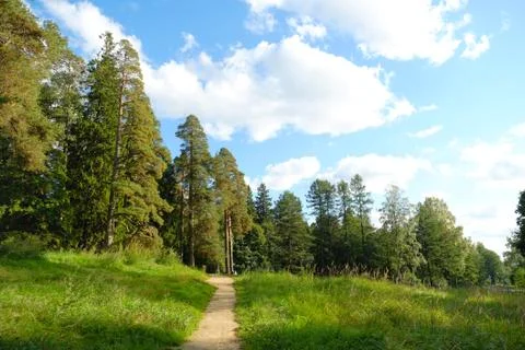 Two pine trees with green crowns Stock-Fotos
