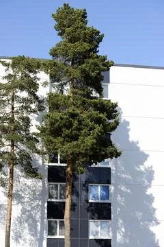 Two pine trees next to a residential building Stock Photos