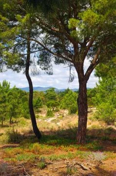 Two pine trees Stock Photos