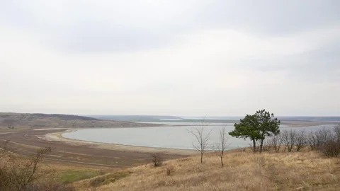 Two pine trees on the shore of the estuary. Stock Footage 73980417