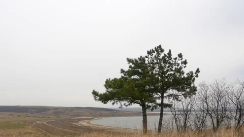 Two pine trees on the shore of the Tylihul Estuary. Stock Footage 73980324