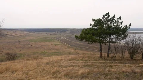 Two pine trees on the shore of the Tylihul Estuary. Stock Footage 73980336