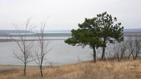 Two pine trees on the shore of the Tylihul Estuary. Stock Footage 73980399