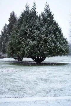 Two pine trees in snow 库存照片