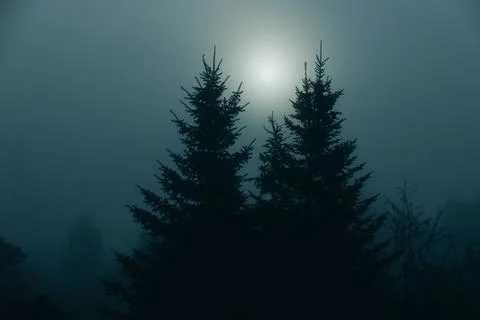 Two pine trees stand silhouetted in thick fog with the sun faintly glowing Stock Photos