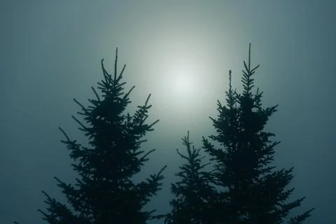 Two pine trees stand silhouetted in thick fog with the sun faintly glowing Stock Photos