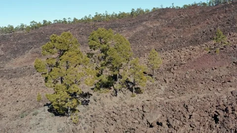 Two pine tress over a great sea of lava. Canary Islands. Aerial. Drone. Stock Footage 196592644