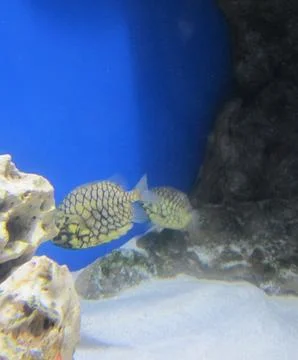 Two pineapple fish swim elegantly in their aquarium, showcasing their unique  Stock Photos