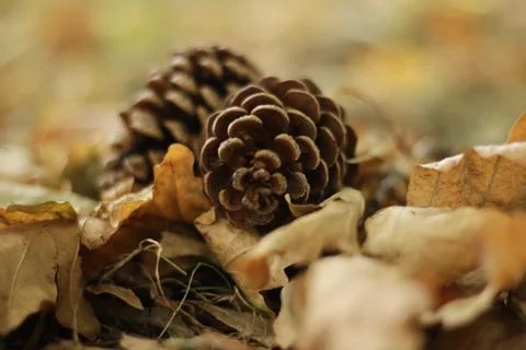 Two pinecone in the leaves Stock Photos