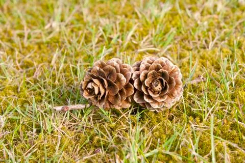 Two pinecones in green grass Stock Photos
