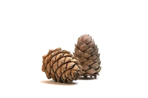 Two pinecones Фото
