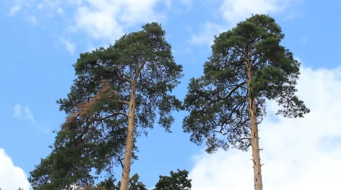 Two pines Stock Footage 30479761