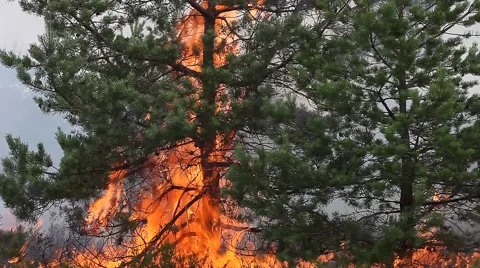 Two pines in forest fire Vídeos de archivo 52464778