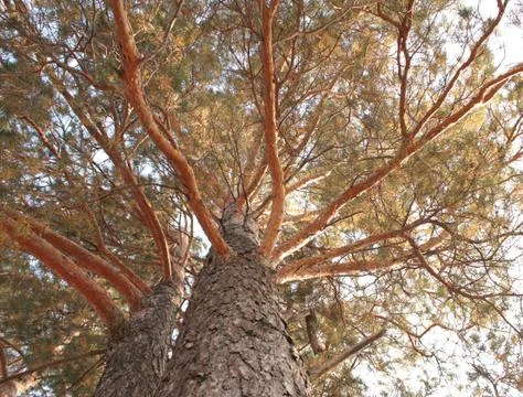 Two pines Illustrazione stock