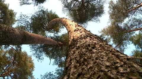 Two pines intertwined in the forest in summer Stock-Footage 103578161