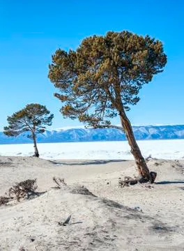 Two pines on the sand dunes on the background of snow-covered lake Baikal and Stock Photos