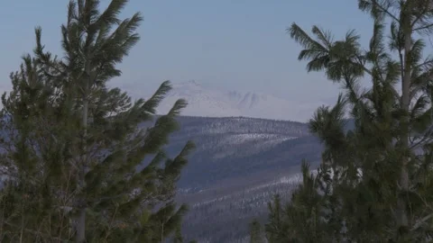Two pines in Uralic mountains Stock Footage 282742057