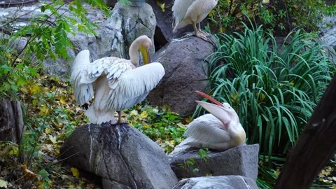 Two pink aggressive pelicans stand near the water and fight Stock Footage 295697626