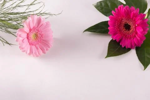 Two pink and red gerbera flowers on a table Stock Photos