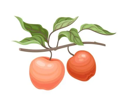 Two pink apples on a branch. Vector illustration on a white background. Stock Illustration