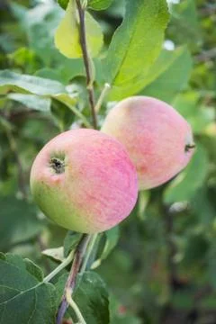 Two pink apples on a thin branch Stock Photos