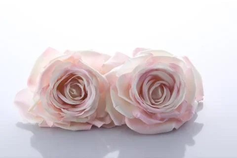 Two pink artificial roses Stock Photos