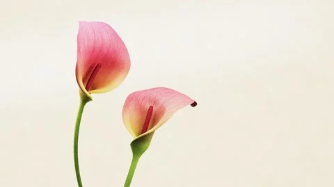 Two pink calla lily flowers slowly blooming with elegant graceful lines, ho.. 스톡 동영상 337713051